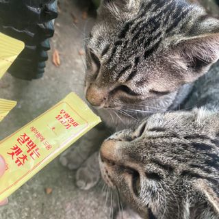 페페로니 잘 먹는 캣츄 - 무항생제 닭고기 24개입 — 5점을 준 리뷰어가 2021년 7월 올린 사용 사진