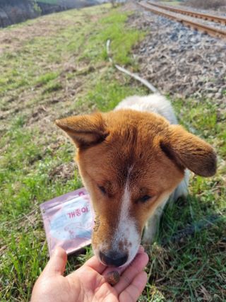 My Pet Care 천연단백질 관절건강에 개좋아 — 5점을 준 리뷰어가 2021년 3월 올린 사용 사진