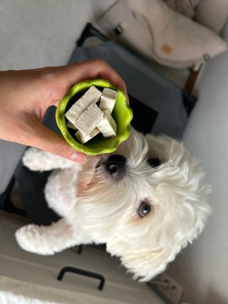 [펫시밀] 원물그대로 영양듬뿍 동결건조 왕북어트릿300g,왕치킨트릿400g,열빙어트릿300g 대용량 간식 — 5점을 준 리뷰어가 2023년 5월 올린 사용 사진