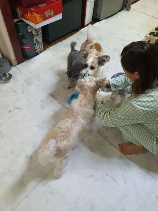 펫시랩 반려견용 액상 프리바이오틱스 아쿠아펫 — 4점을 준 리뷰어가 2021년 1월 올린 사용 사진