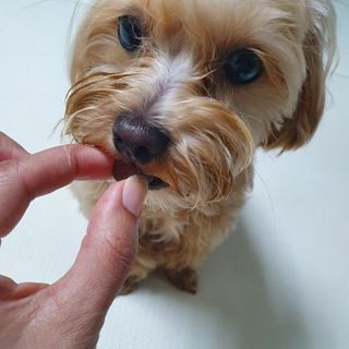 My Pet Care 천연단백질 눈건강에 개좋아 — 5점을 준 리뷰어가 2021년 3월 올린 사용 사진