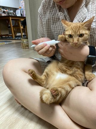 [자유펫] 시코니딘 고양이 강아지 피부 보습 연고 20g — 5점을 준 리뷰어가 2021년 11월 올린 사용 사진