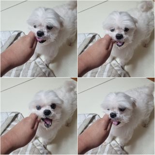 페페로니 클린플러스 덴탈오리껌 10g x 14p — 5점을 준 리뷰어가 2021년 7월 올린 사용 사진