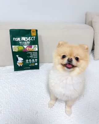 [푸디웜] 라포그  리얼인섹트 웨이트밸런스 저알러지 강아지 사료  1.2KG — 5점을 준 리뷰어가 2022년 7월 올린 사용 사진
