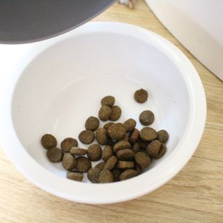 캐닌캐비어 알카라인 홀리스틱 그레이프리 앙뜨레 ALS_4종 오픈스카이, 와일드오션, 프리스피릿, 스페셜니즈 — 5점을 준 리뷰어가 2023년 2월 올린 사용 사진