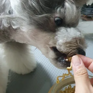 안심댕면 강아지라면 5봉지+쓰담쓰담 종합영양제 2스틱 샘플 증정 — 4점을 준 리뷰어가 2022년 8월 올린 사용 사진