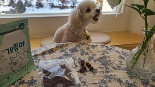 My Pet Care 천연단백질 눈건강에 개좋아 — 5점을 준 리뷰어가 2021년 1월 올린 사용 사진