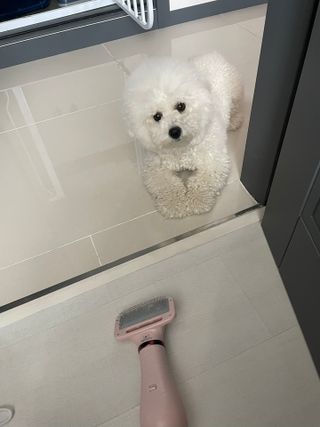 아베크 펫 강아지 고양이 애견 에어 브러쉬 드라이기 올인원 — 5점을 준 리뷰어가 2021년 7월 올린 사용 사진