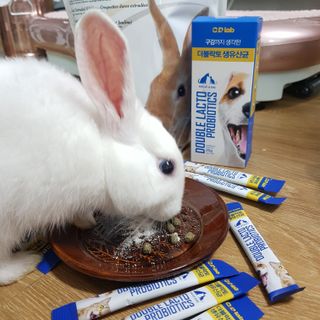 씨디랩 구강에서 장까지 한 번에 관리하는 더블락토 강아지 고양이 유산균 — 5점을 준 리뷰어가 2021년 6월 올린 사용 사진