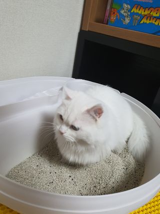 겟플렉스 켓플렉스 캣츠룸BS-1 고양이모래 4kg — 5점을 준 리뷰어가 2021년 1월 올린 사용 사진