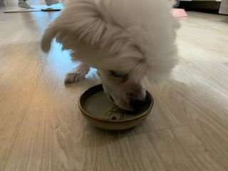 펫21 그로그로 5종 강아지 고양이 반려동물 한방 영양제 — 5점을 준 리뷰어가 2021년 12월 올린 사용 사진