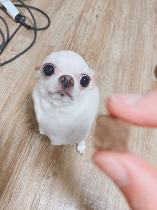 My Pet Care 천연단백질 관절건강에 개좋아 — 5점을 준 리뷰어가 2021년 3월 올린 사용 사진