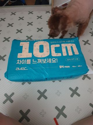 아베크 펫 와이드 프리미엄 중형 애견 강아지 배변 패드 54매 1팩 45g — 5점을 준 리뷰어가 2021년 7월 올린 사용 사진