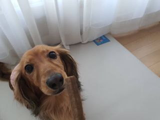 My Pet Care 천연단백질 치아건강에 개좋아 — 5점을 준 리뷰어가 2021년 1월 올린 사용 사진