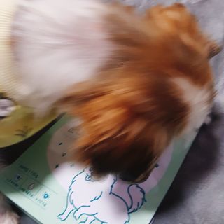 My Pet Care 천연단백질 눈건강에 개좋아 — 5점을 준 리뷰어가 2021년 4월 올린 사용 사진