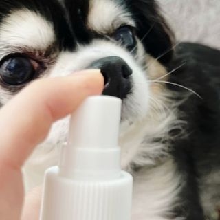 [댕모어 클리너 3종] 아이클리너 / 이어클리너 / 덴탈클리너 3종 세트 (120ml) — 5점을 준 리뷰어가 2023년 11월 올린 사용 사진