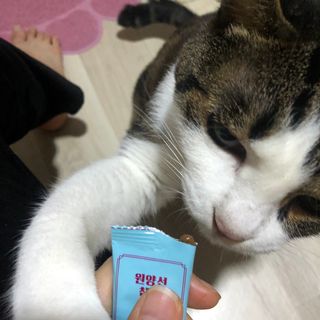 페페로니 잘 먹는 캣츄 - 원양선 참치 24개입 — 5점을 준 리뷰어가 2021년 7월 올린 사용 사진