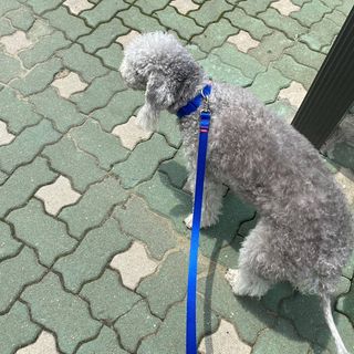 베이컨박스 [BACON] 고아웃클럽 이지그립 리드줄, 목줄 세트-BLUE — 3점을 준 리뷰어가 2021년 6월 올린 사용 사진