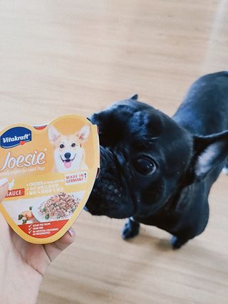 비타크래프트 조에시 하트캔 85g 강아지 습식캔 10캔 — 5점을 준 리뷰어가 2021년 7월 올린 사용 사진