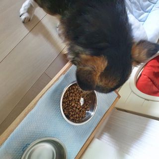 [푸디웜] 라포그 리얼인섹트 소프트키블 스킨 1KG — 5점을 준 리뷰어가 2022년 9월 올린 사용 사진