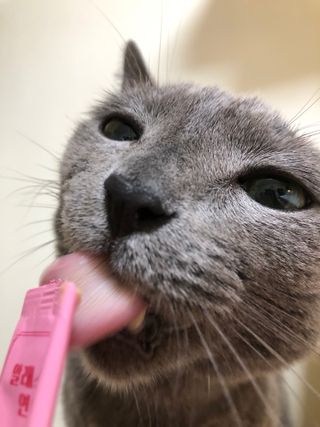 냥냥이님이 올린 리뷰 사진 4