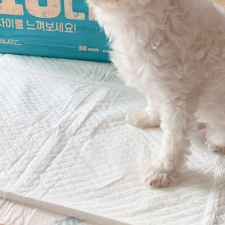아베크 펫 와이드 프리미엄 대형 애견 강아지 배변 패드 30매 1팩 80g — 5점을 준 리뷰어가 2021년 7월 올린 사용 사진