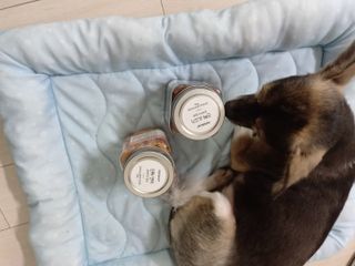 페페로니 진짜 오메가3 연어+소고기 180g+180g — 5점을 준 리뷰어가 2021년 7월 올린 사용 사진