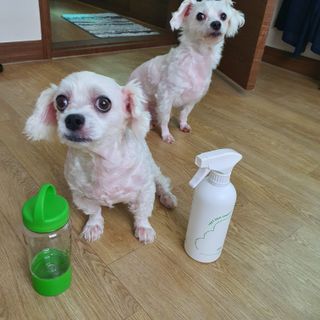 [푸푸몬스터](선물세트) 비건 펫 데오 스프레이(탈취제) 500ml (유향/무향 택 1)+산책 물통+메시지카드 — 5점을 준 리뷰어가 2022년 8월 올린 사용 사진