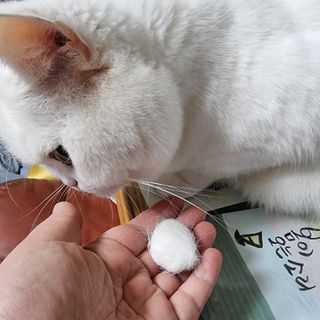whol 키토미스트 150ml + 실리콘바디브러쉬  강아지 고양이 항균항바이러스, 강력탈취 피부 보습,무향 — 5점을 준 리뷰어가 2022년 9월 올린 사용 사진