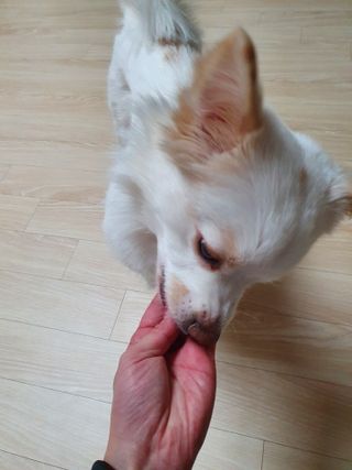 My Pet Care 천연단백질 눈건강에 개좋아 — 3.5점을 준 리뷰어가 2021년 3월 올린 사용 사진