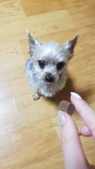 My Pet Care 천연단백질 관절건강에 개좋아 — 5점을 준 리뷰어가 2021년 1월 올린 사용 사진