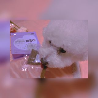 My Pet Care 천연단백질 치아건강에 개좋아 — 5점을 준 리뷰어가 2021년 3월 올린 사용 사진