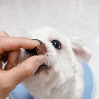 My Pet Care 천연단백질 눈건강에 개좋아 — 5점을 준 리뷰어가 2021년 1월 올린 사용 사진