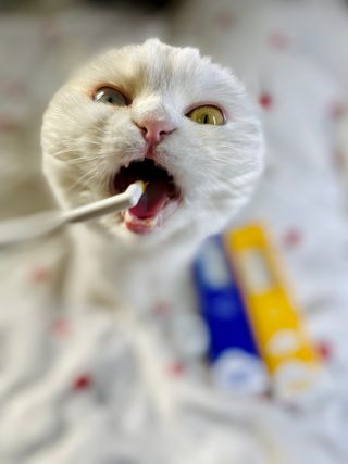화이집사님이 올린 리뷰 사진 4