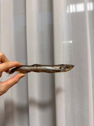 [펫시밀] 원물그대로 영양듬뿍 진공동결건조 치킨텐더100g, 열빙어트릿100g 강아지 고양이 간식 — 5점을 준 리뷰어가 2023년 5월 올린 사용 사진