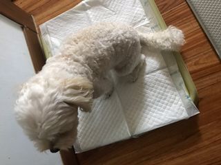 아베크 펫 와이드 프리미엄 중형 애견 강아지 배변 패드 54매 1팩 45g — 5점을 준 리뷰어가 2021년 7월 올린 사용 사진