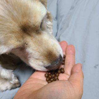 펫21 그로그로 에너지 강아지 고양이 반려동물 한방 영양제 비타민 종합 영양제 — 5점을 준 리뷰어가 2022년 1월 올린 사용 사진