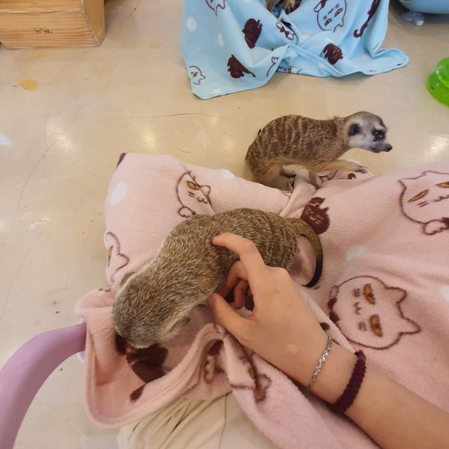 [미어캣 족장] 2인 입장권 + 음료2잔 리뷰 사진