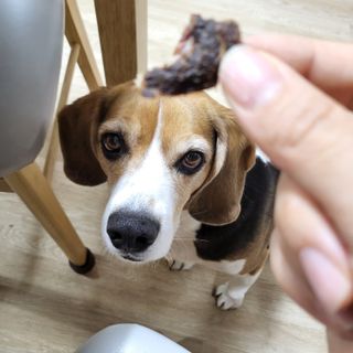 [졸리졸리] 말고기 육포 간식 (HORSE MEAT JERKY) — 5점을 준 리뷰어가 2023년 1월 올린 사용 사진