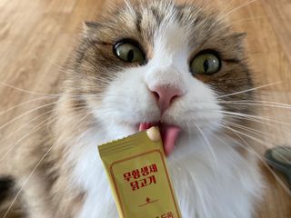 페페로니 잘 먹는 캣츄 - 무항생제 닭고기 24개입 — 5점을 준 리뷰어가 2021년 7월 올린 사용 사진