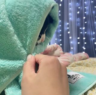 코코몰리 보들보들 초극세사 프리미엄 펫전용 타올 — 5점을 준 리뷰어가 2021년 1월 올린 사용 사진
