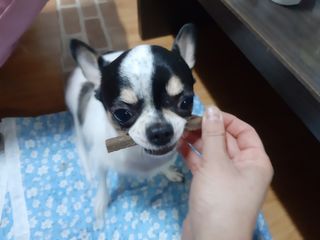My Pet Care 천연단백질 치아건강에 개좋아 — 5점을 준 리뷰어가 2021년 2월 올린 사용 사진