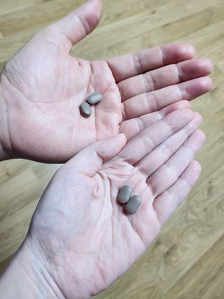 닥터피엔티 [Dr.PNT] 하루 2알로 건강한 다이어트! 한겨울에도 체지방만 쏙~ 슬림핏 다이어트 — 4.5점을 준 리뷰어가 2023년 2월 올린 사용 사진