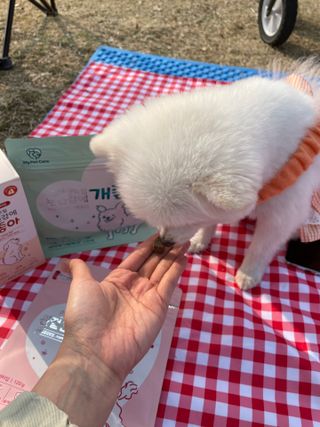 My Pet Care 천연단백질 관절건강에 개좋아 — 2점을 준 리뷰어가 2021년 3월 올린 사용 사진