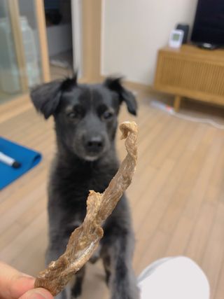 [보헤리] 국내산 강아지 육포간식 바삭 64 2종 — 5점을 준 리뷰어가 2022년 4월 올린 사용 사진