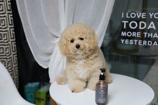 마리앤루이펫샴푸 [mari and louie pet shampoo] — 5점을 준 리뷰어가 2021년 6월 올린 사용 사진