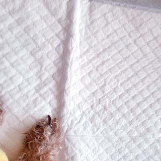 아베크 펫 와이드 프리미엄 중형 애견 강아지 배변 패드 54매 1팩 45g — 5점을 준 리뷰어가 2021년 7월 올린 사용 사진