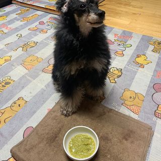 베이컨박스 [BACON] 강아지 수제간식 간편 동결건조 스튜 2종 - 황태, 초록 홍합 — 4점을 준 리뷰어가 2021년 1월 올린 사용 사진