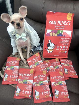[푸디웜] 라포그  리얼인섹트 관절 저알러지 강아지 사료  1.2KG — 5점을 준 리뷰어가 2022년 8월 올린 사용 사진