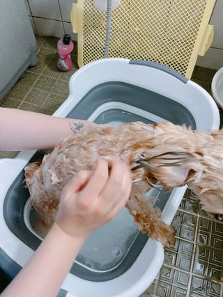 버츠비 퍼피투인원 티어리스 샴푸 앤 컨디셔너 — 5점을 준 리뷰어가 2021년 7월 올린 사용 사진